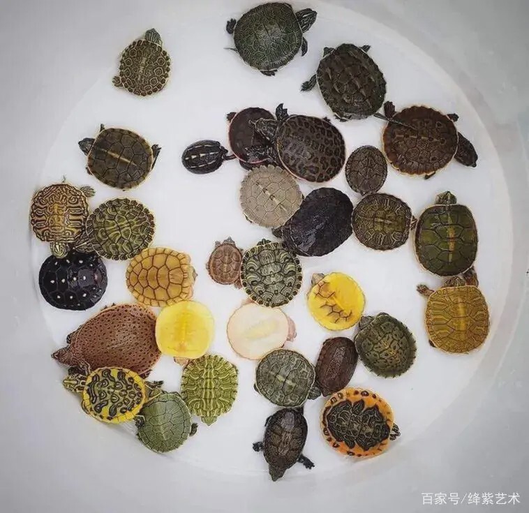 印尼鳄鱼皮可以进口到国内吗
