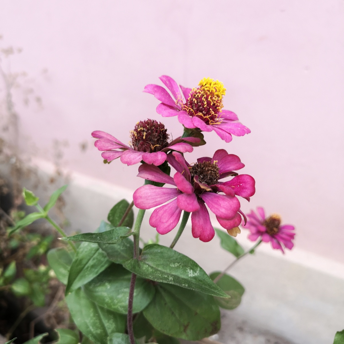 庭前花? - 半亩_方塘_ - 图虫