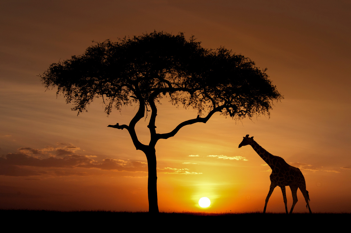 夕阳下的长颈鹿