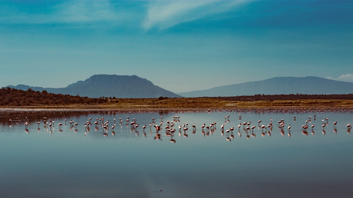 马加迪湖畔的火烈鸟