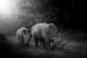 hippoS