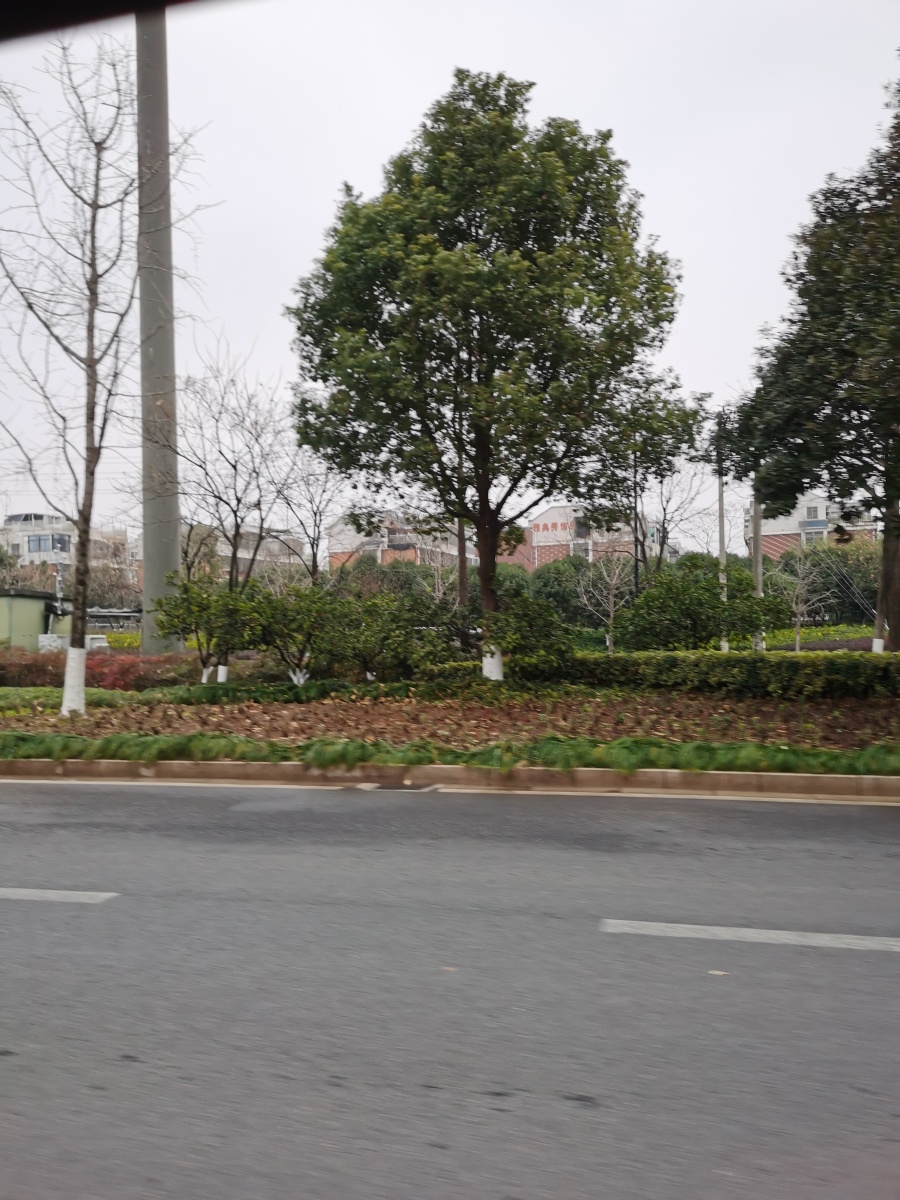 马路绿化带