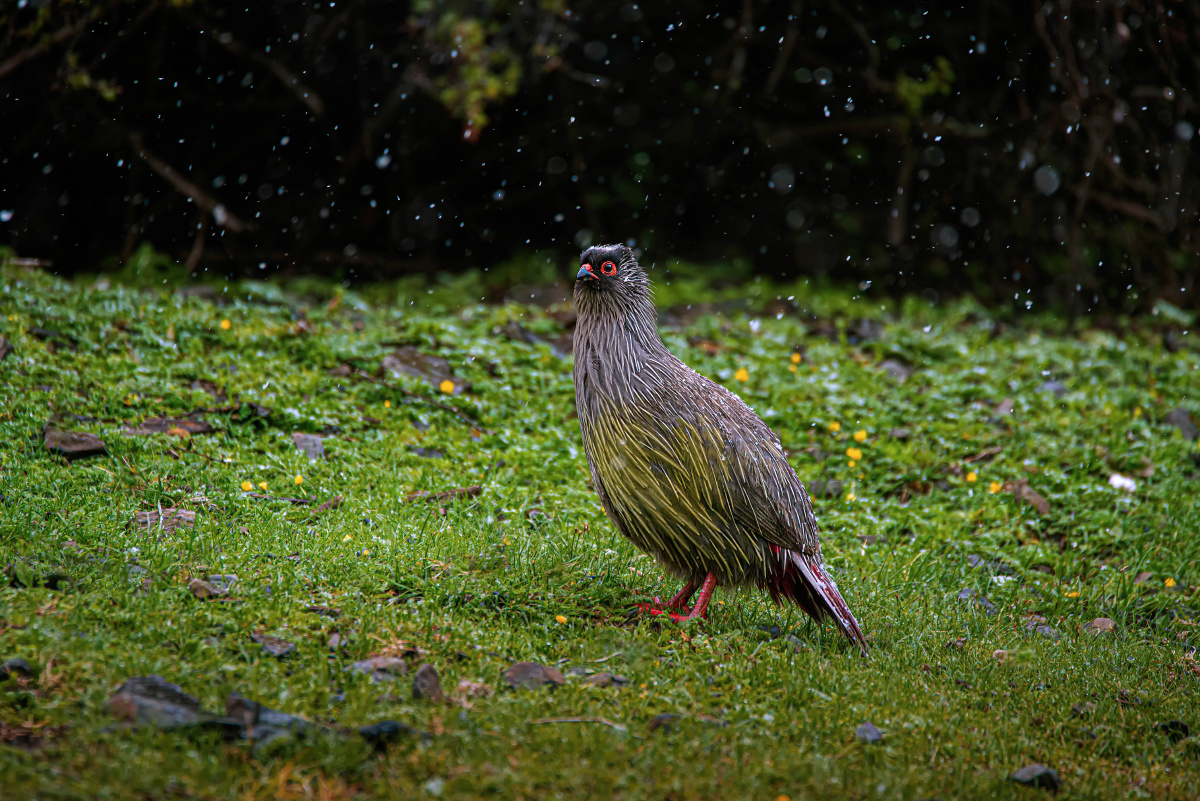 鸳鸯血雉一个是鸭科一个是雉科同属国家二级重点保护动物