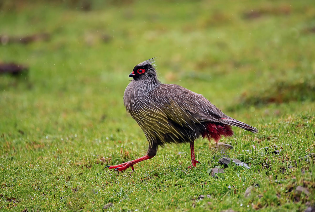 鸳鸯血雉一个是鸭科一个是雉科同属国家二级重点保护动物