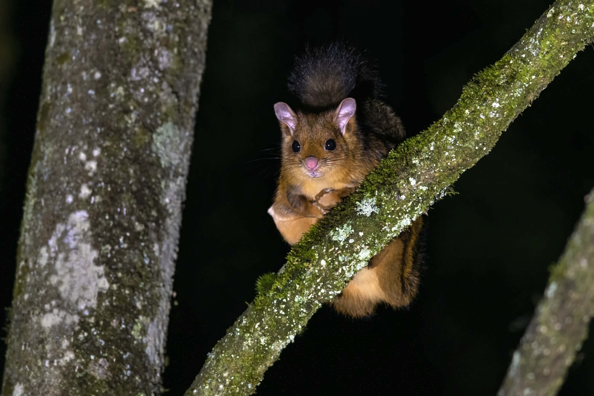 夜幕下的精灵——鼯鼠 - 摄影师一凡先生 - 图虫