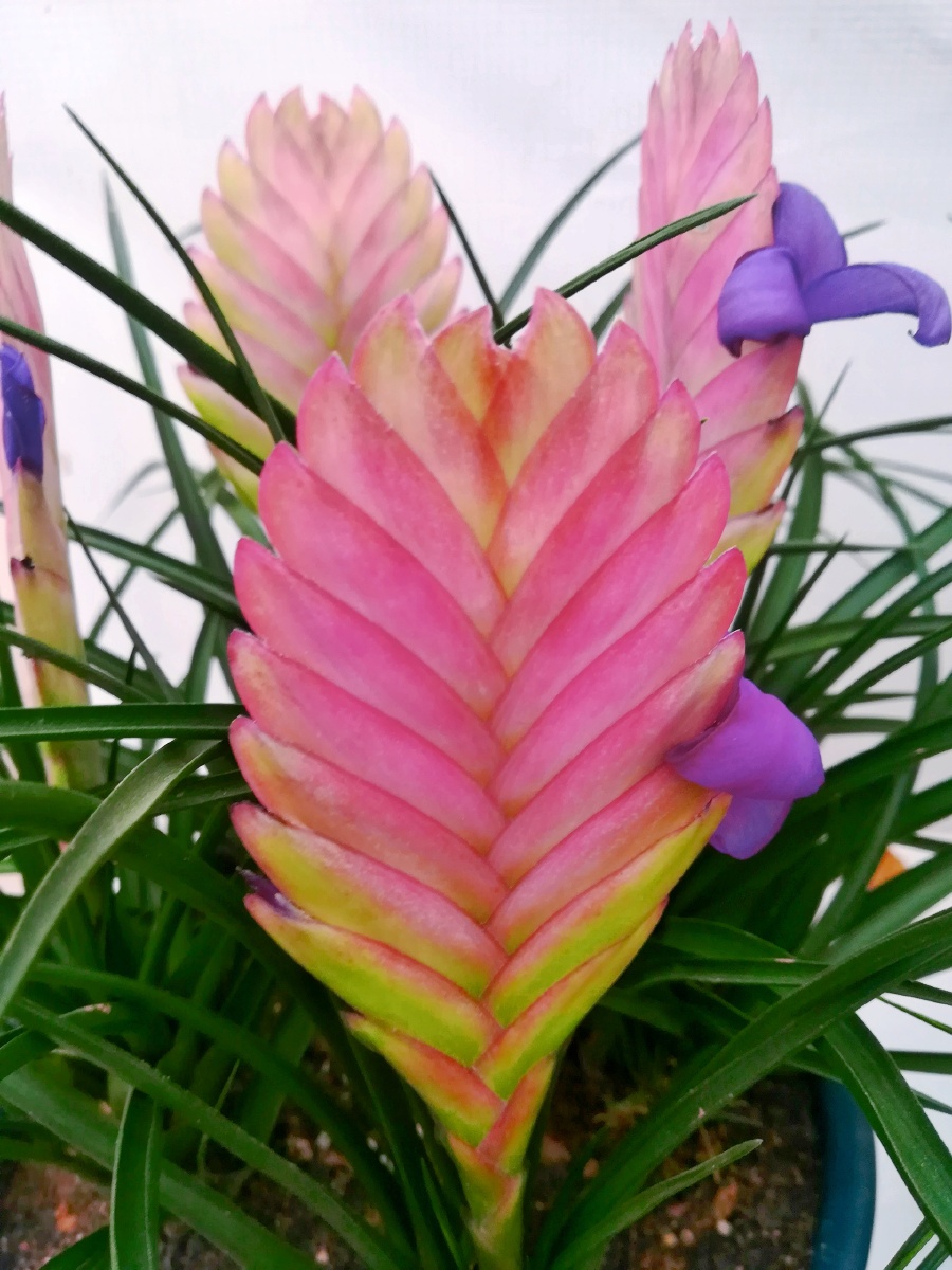 紫花凤梨(学名:tillandsia cyanea linden ex k.