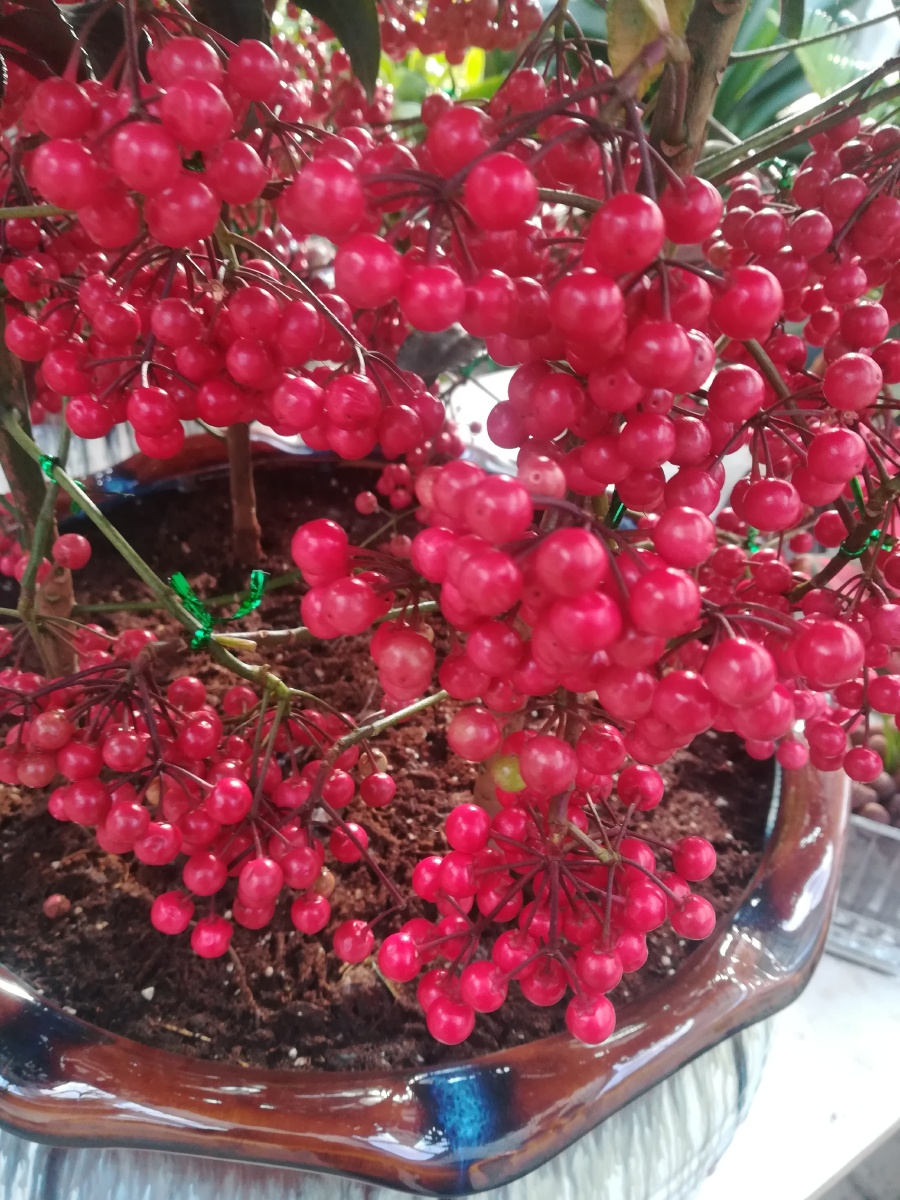 朱砂根别名大罗伞红铜盘八盘金龙