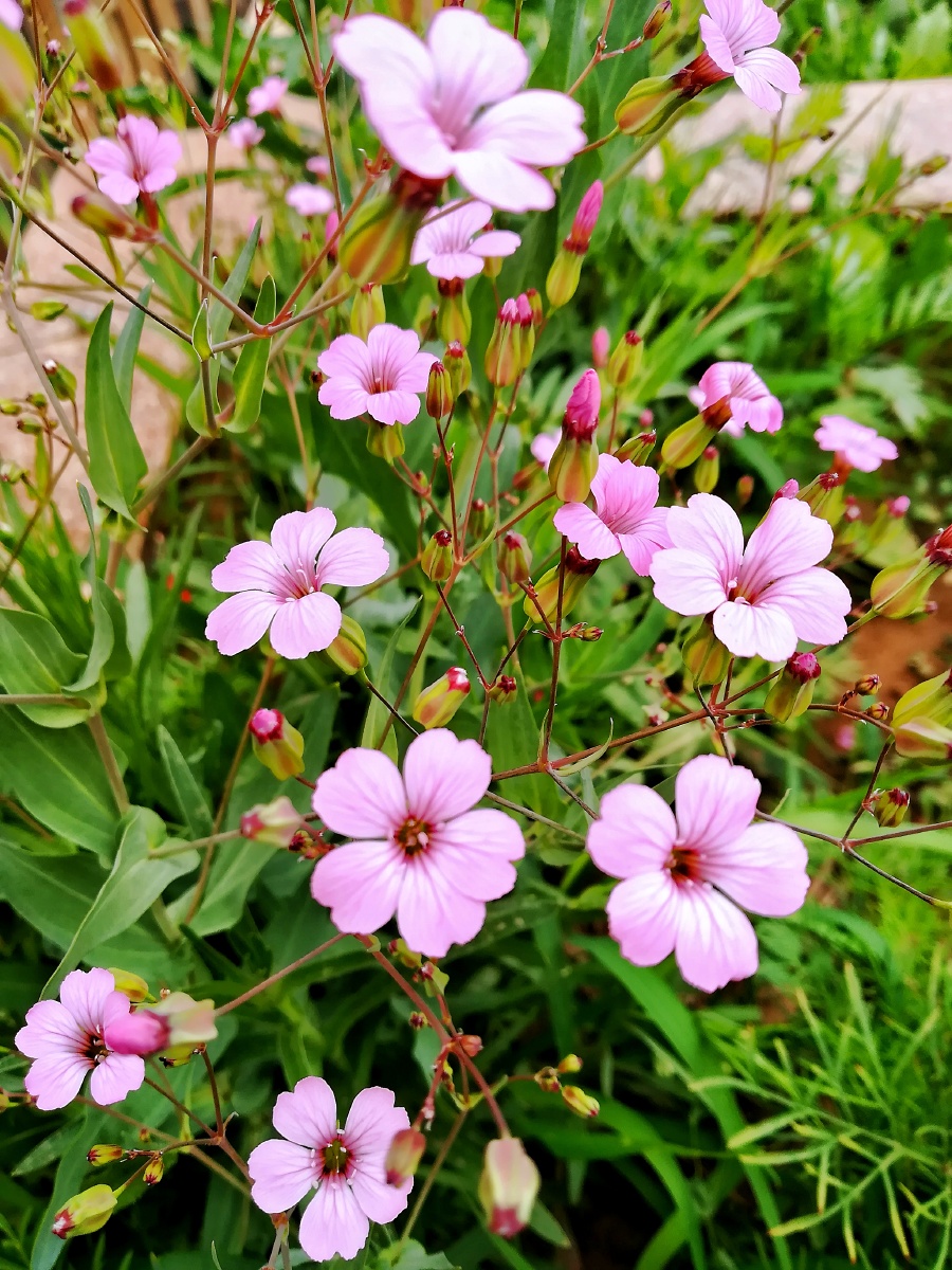 rauschert)是石竹科麦蓝菜属植物.