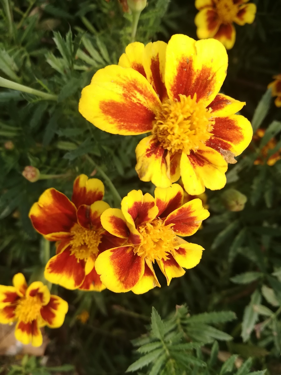 万寿菊别名臭芙蓉万寿灯蜂窝菊臭菊花蝎子菊