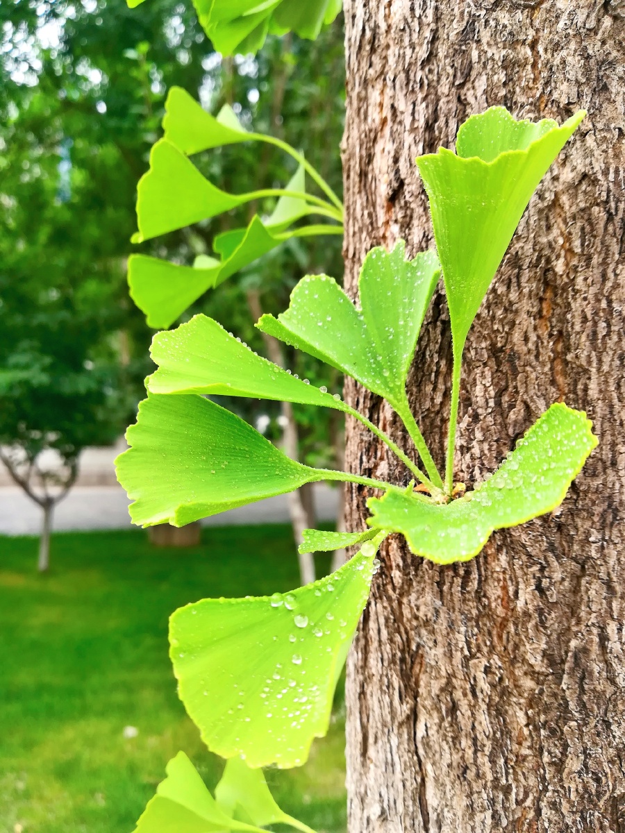 是银杏科,银杏属植物.