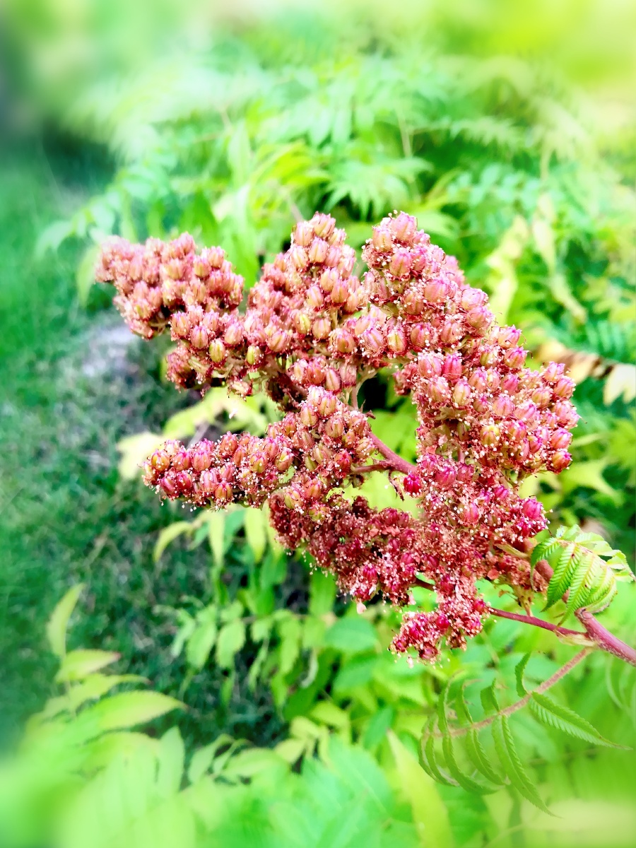 中文名珍珠梅别名山高粱条子高楷子八本条东北土名