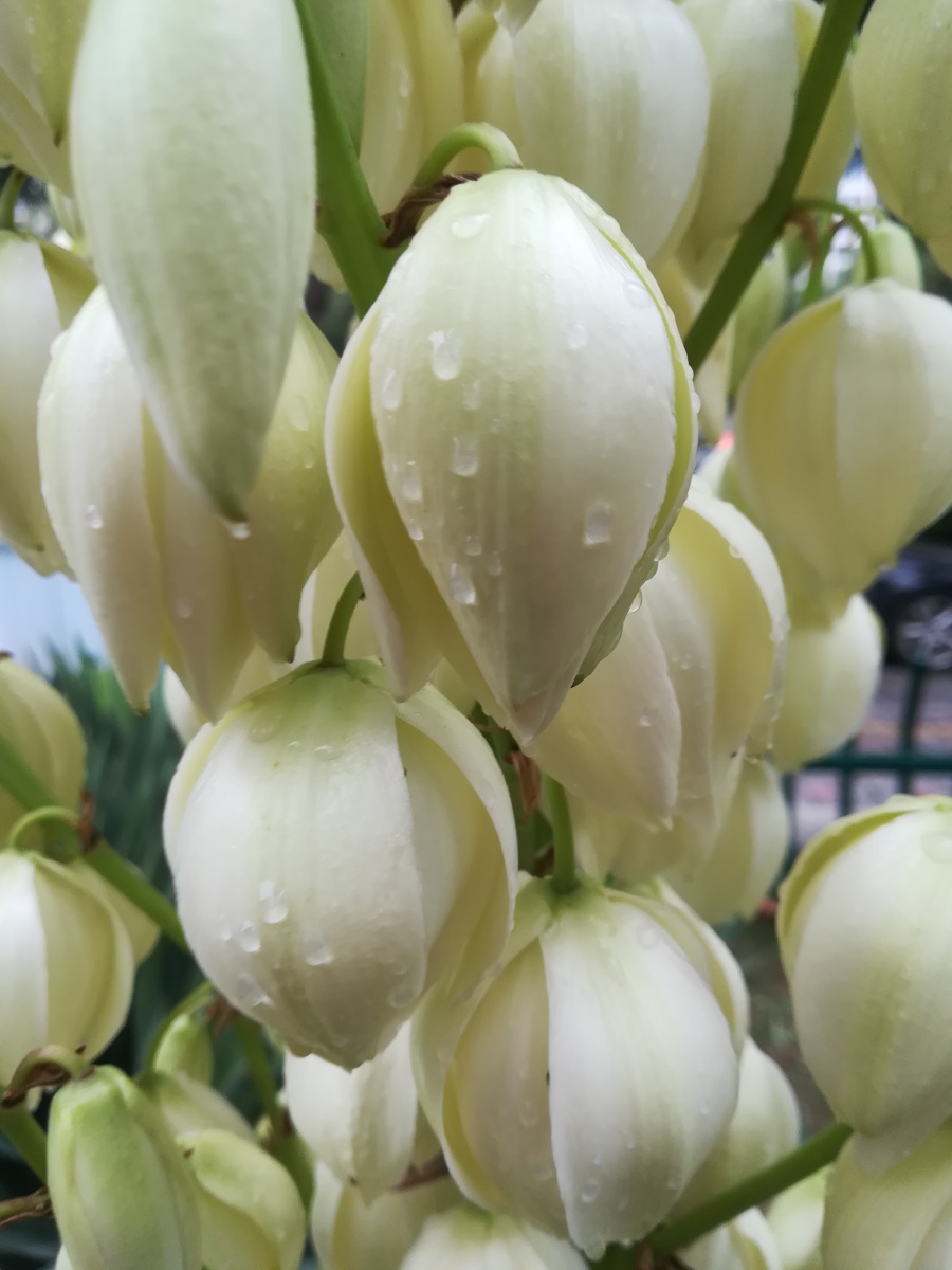 风尾丝兰,别名: 菠萝花,厚叶丝兰