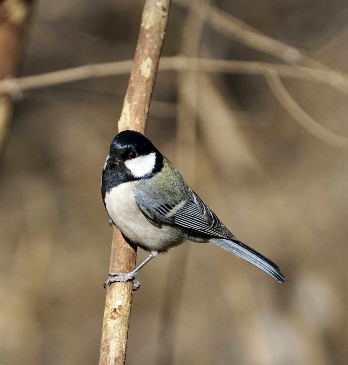 山雀鸟 - 摄影师拍摄新手 - 图虫