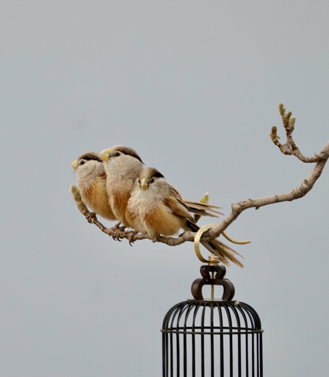 震旦鸦雀一家里晒太阳