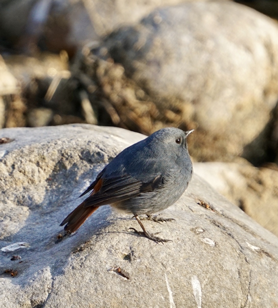 赭红尾鸲属于红尾鸲拍摄于北京
