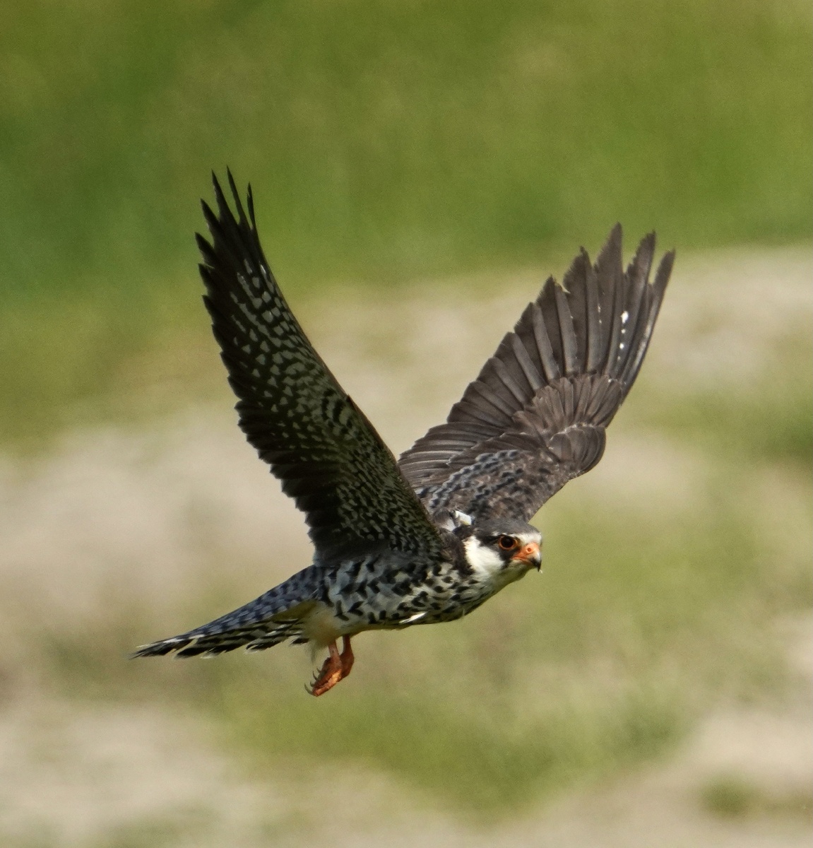 红脚隼展翅翱翔