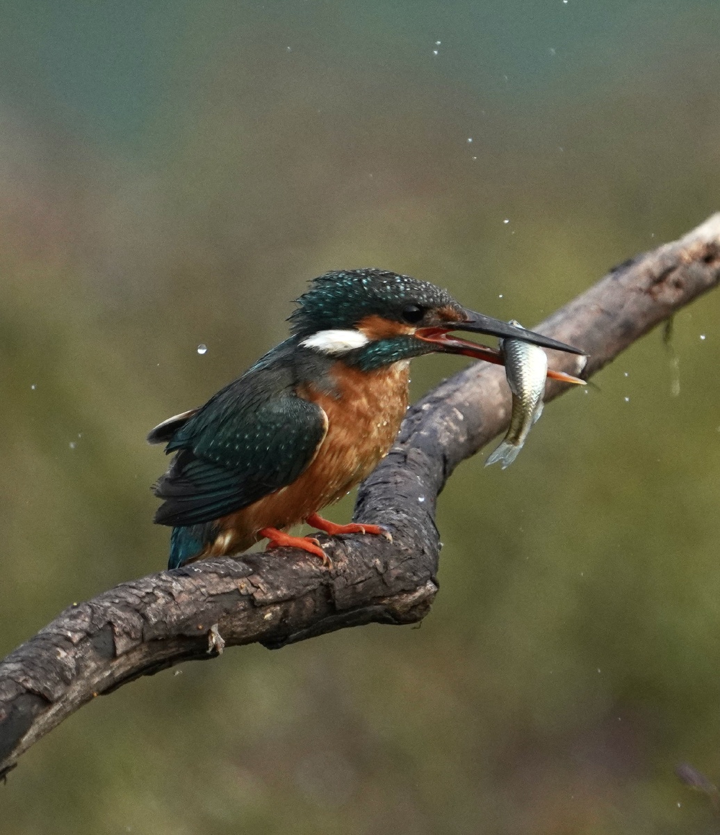 小翠叼鱼拍照于河北