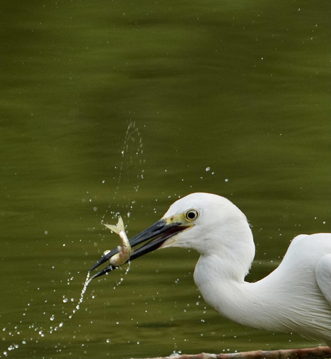 白鹭吃鱼 - 摄影师拍摄新手 - 图虫