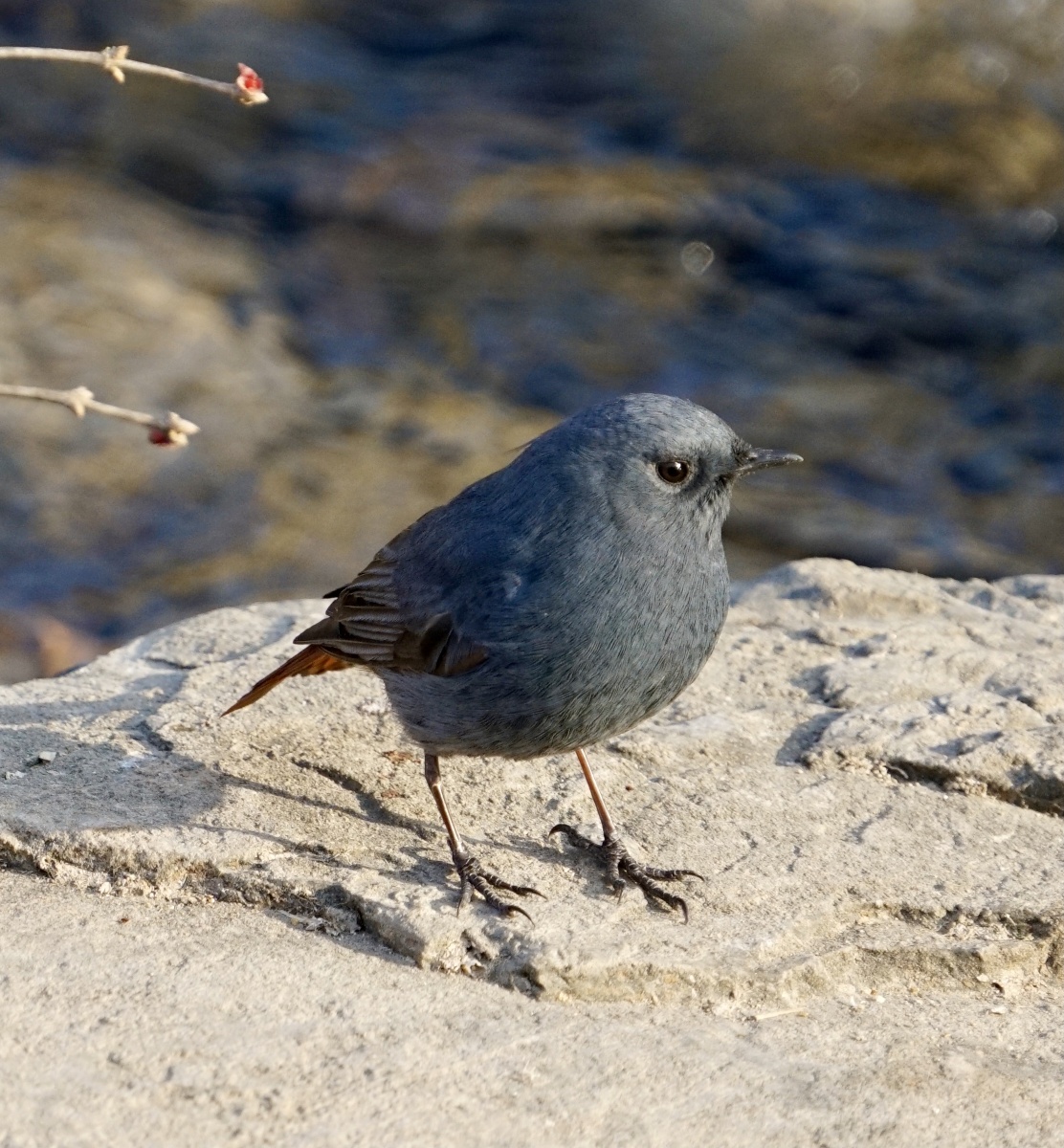 赭红尾鸲属于红尾鸲拍摄于北京