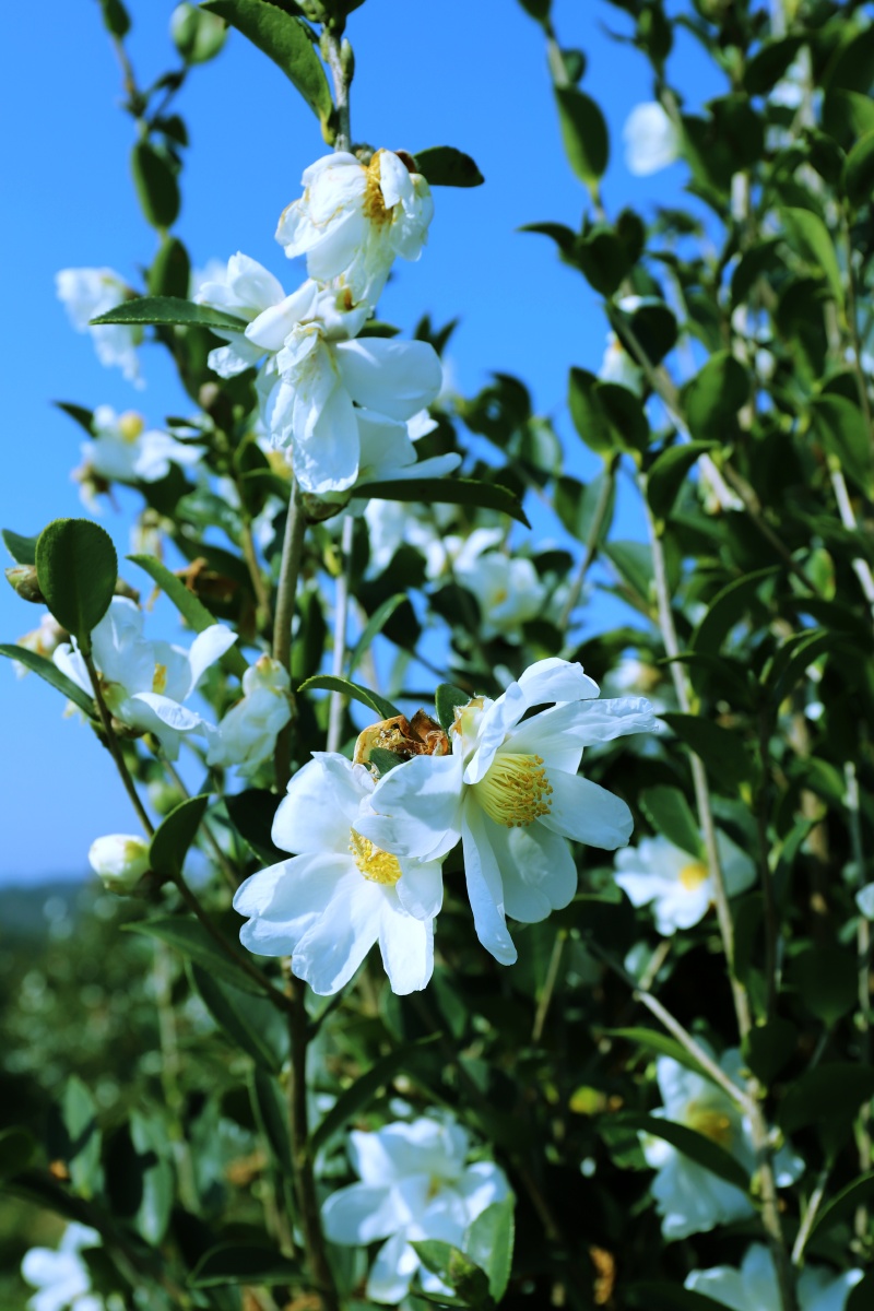 茶油花,果花同株,好的植物油.佳能6d2,24—70. - 夜城资深摄影师 - 图