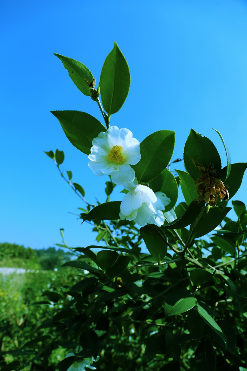 茶油花,果花同株,好的植物油.佳能6d2,24—70. - 夜城资深摄影师 - 图