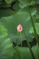 荷