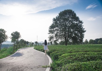 清茶2 (2)