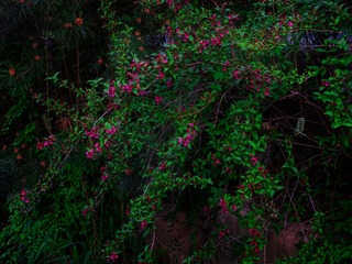 87B4DE50-2EC2-4C3E-A2D2-478A4C365AE9/L0/001