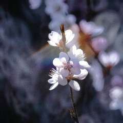 95F3352D-1DEF-46F0-9E8B-E89112FC4102/L0/001