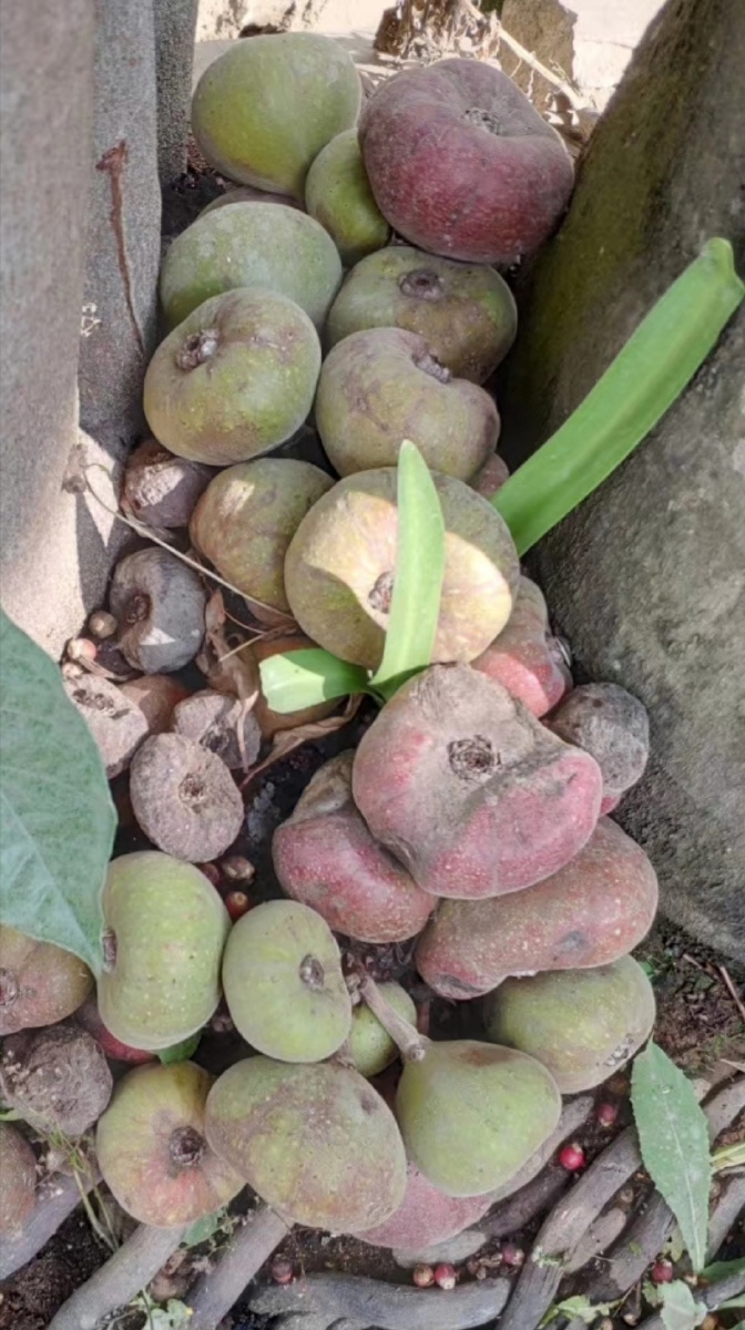 漂亮的大果榕0000大果榕嫩枝叶可作蔬菜果实可作水果还可作家畜