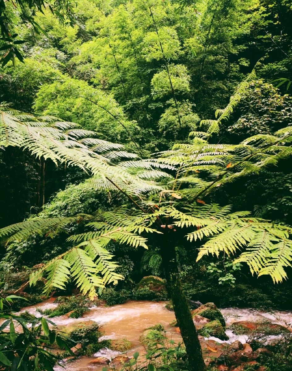 贵州赤水桫椤 - 扶桑哒哒家若澜 - 图虫