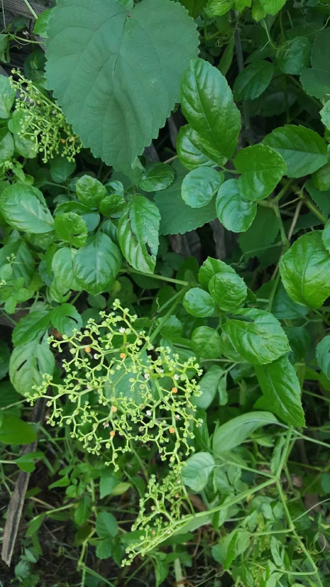 乌蔹莓具有清热利湿解毒消肿之功效主治热毒痈肿疔疮丹毒咽喉肿痛蛇虫