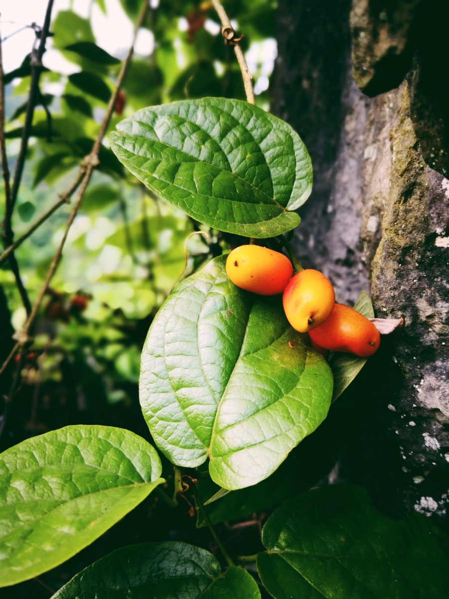 巴马山上的羊奶果 - 扶桑哒哒家若澜 - 图虫