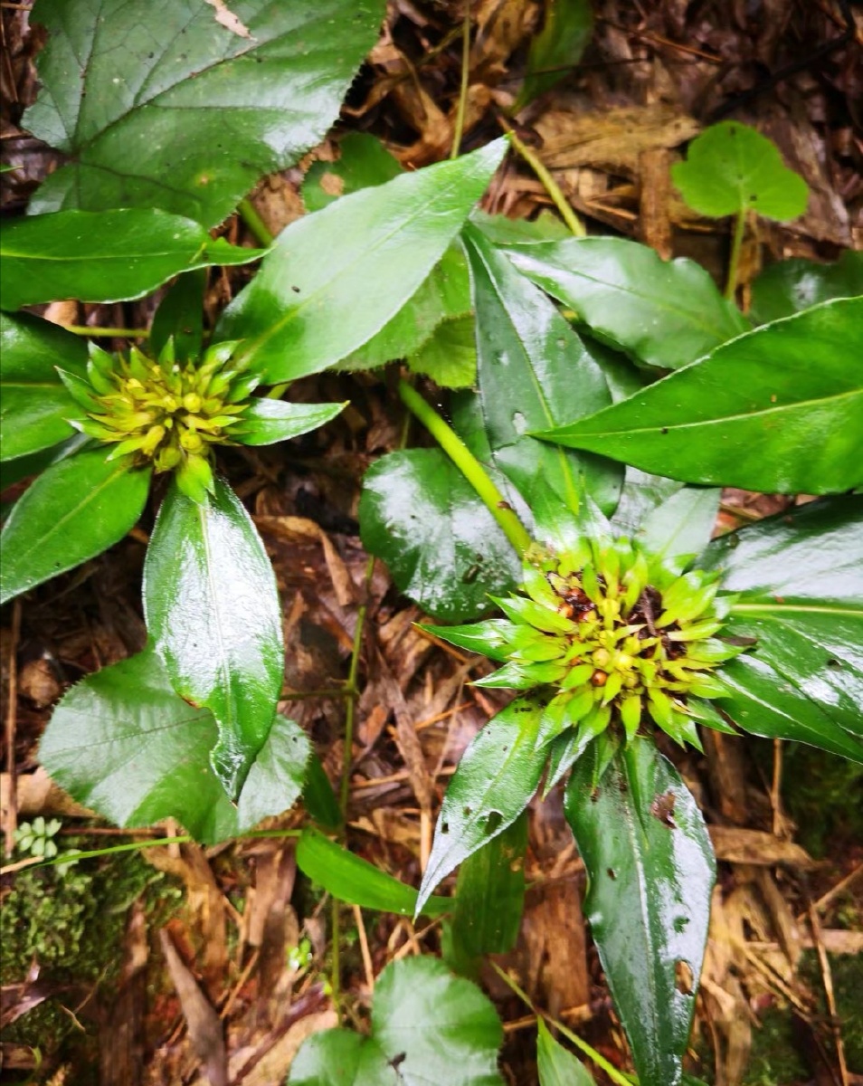 挖药遇见的太子参