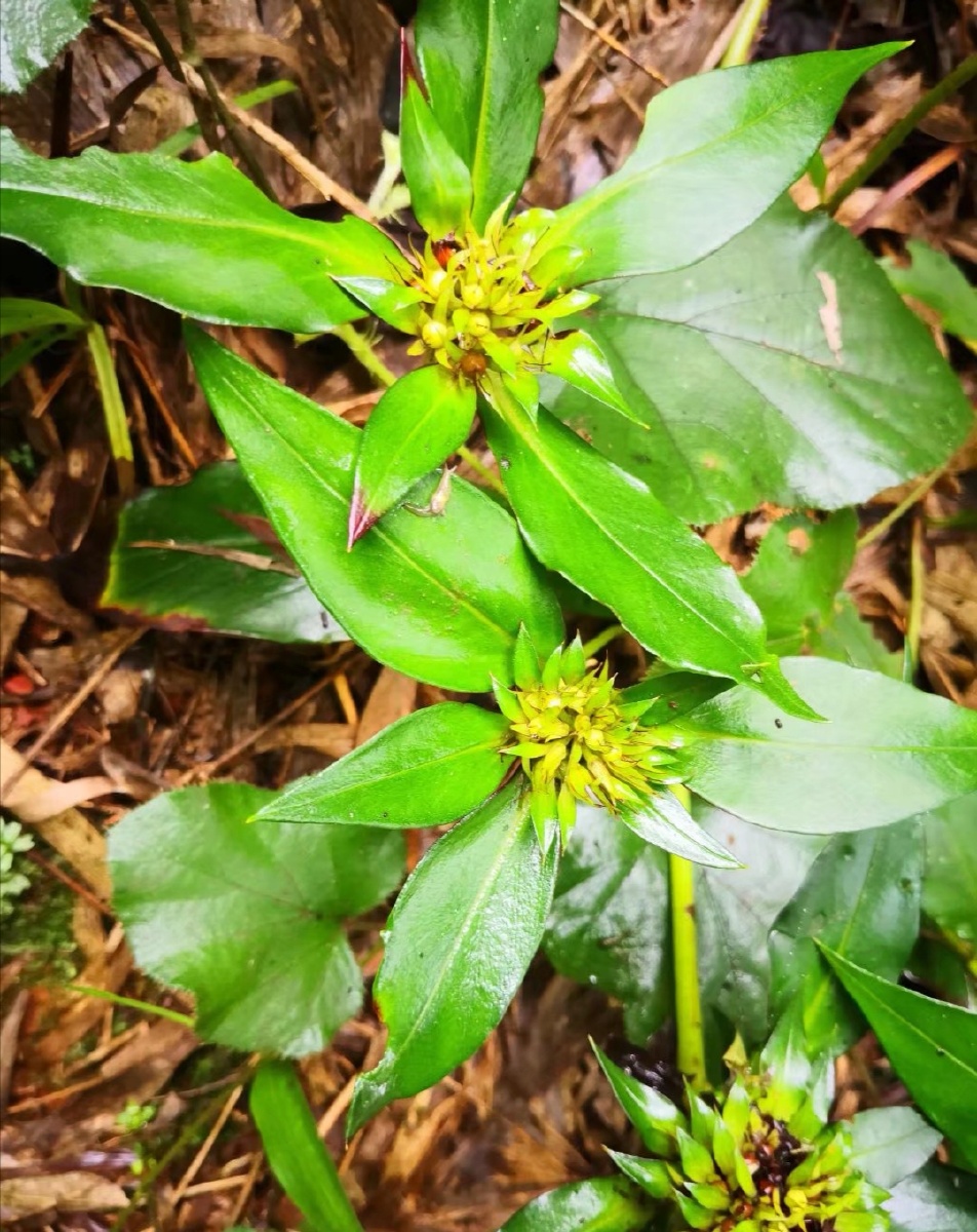 挖药遇见的太子参