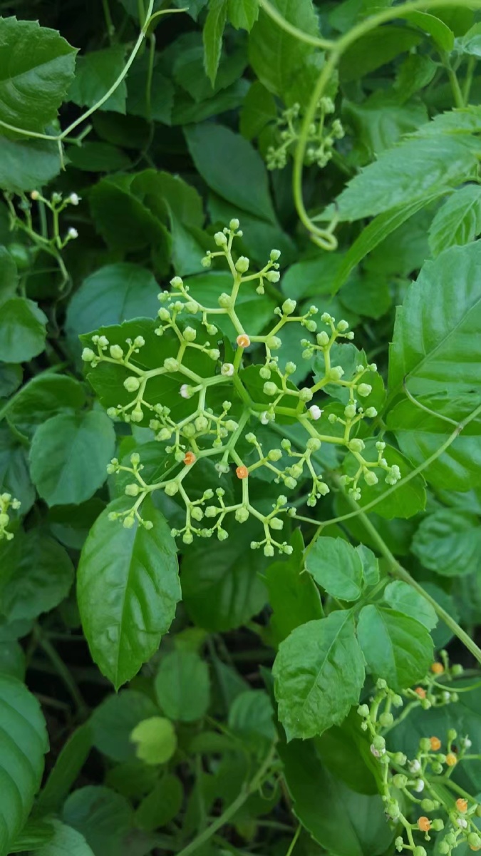 乌蔹莓具有清热利湿解毒消肿之功效主治热毒痈肿疔疮丹毒咽喉肿痛蛇虫