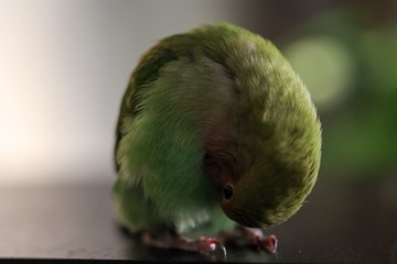 334481