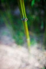 竹 虚化可以 可以化虚