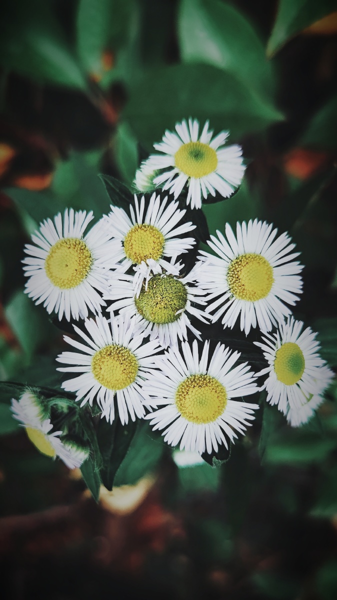 阴天的树下光线柔和一把小花在墨绿色中格外显眼