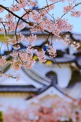 EF5D715C-0A3E-454D-8E21-A9E56BBB9F37/L0/001