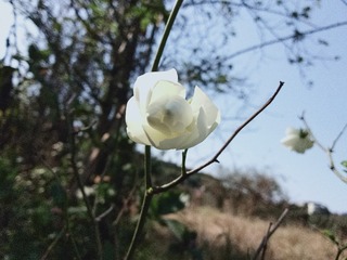 98