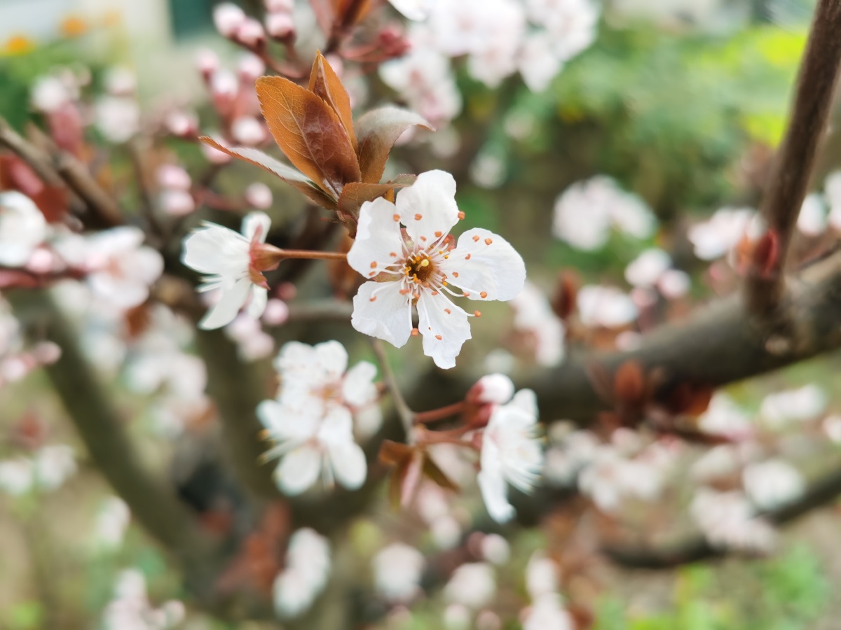 紫叶李名字不好记样子很美丽