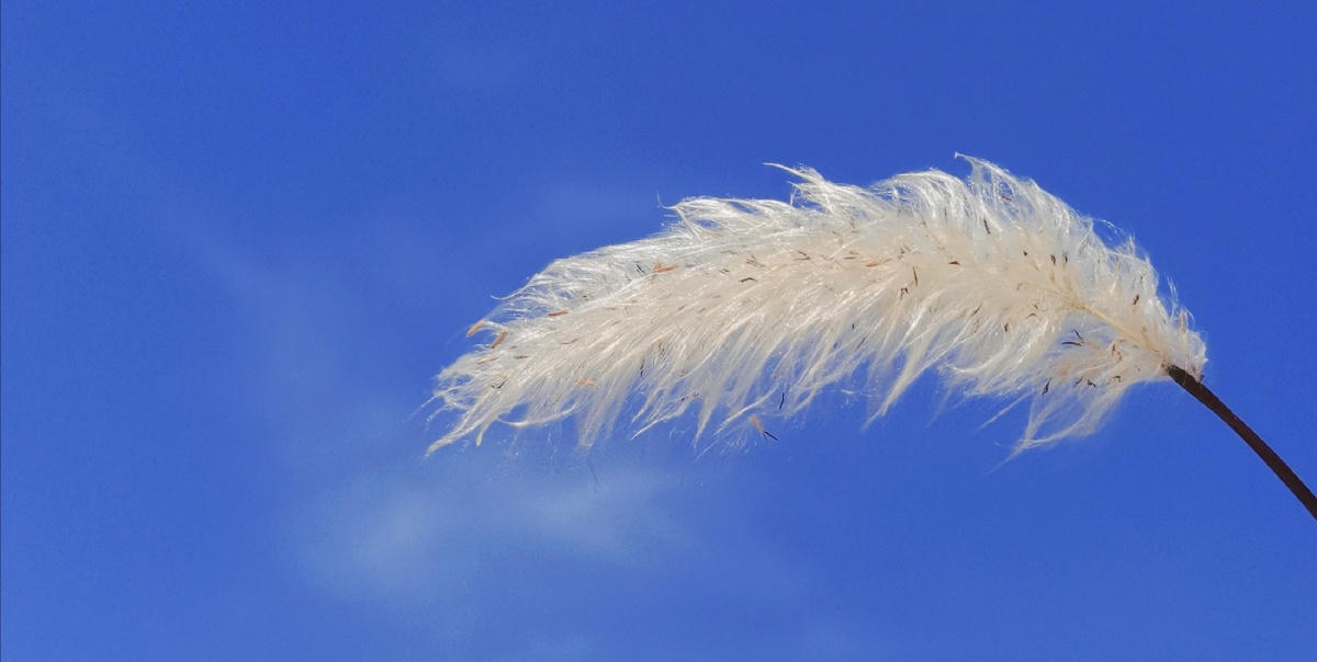 喜欢哪个拿哪个,可作平板电脑屏保 - 薄九348 - 图虫