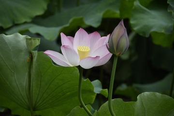 _DSC0006