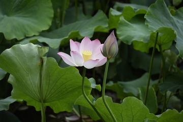 _DSC0007