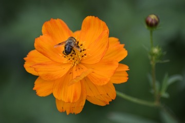 _DSC0011