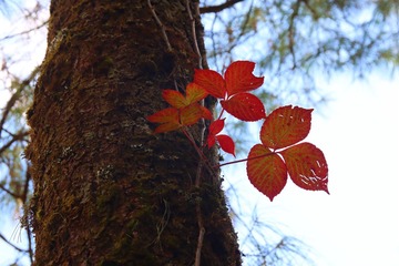 IMG_9706_副本