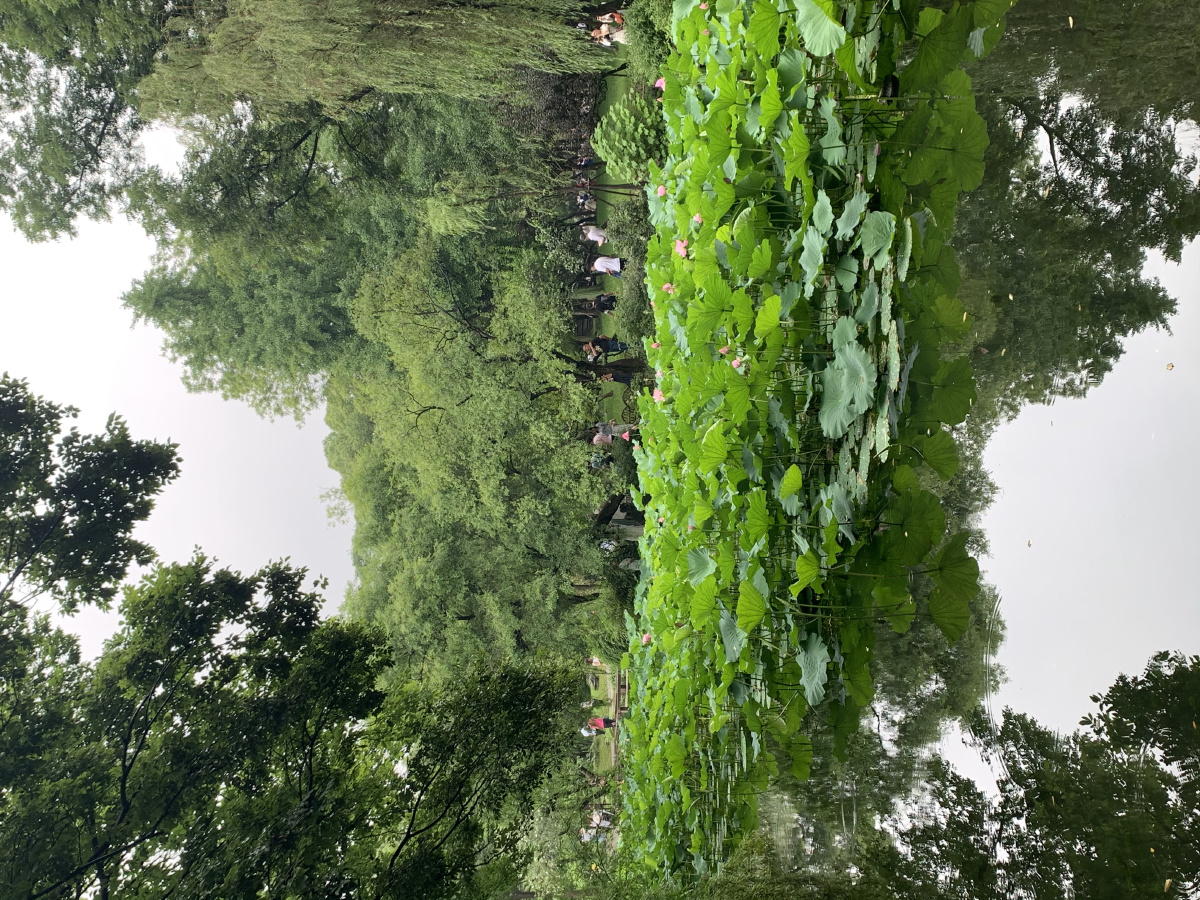 夏荷苏州拙政园