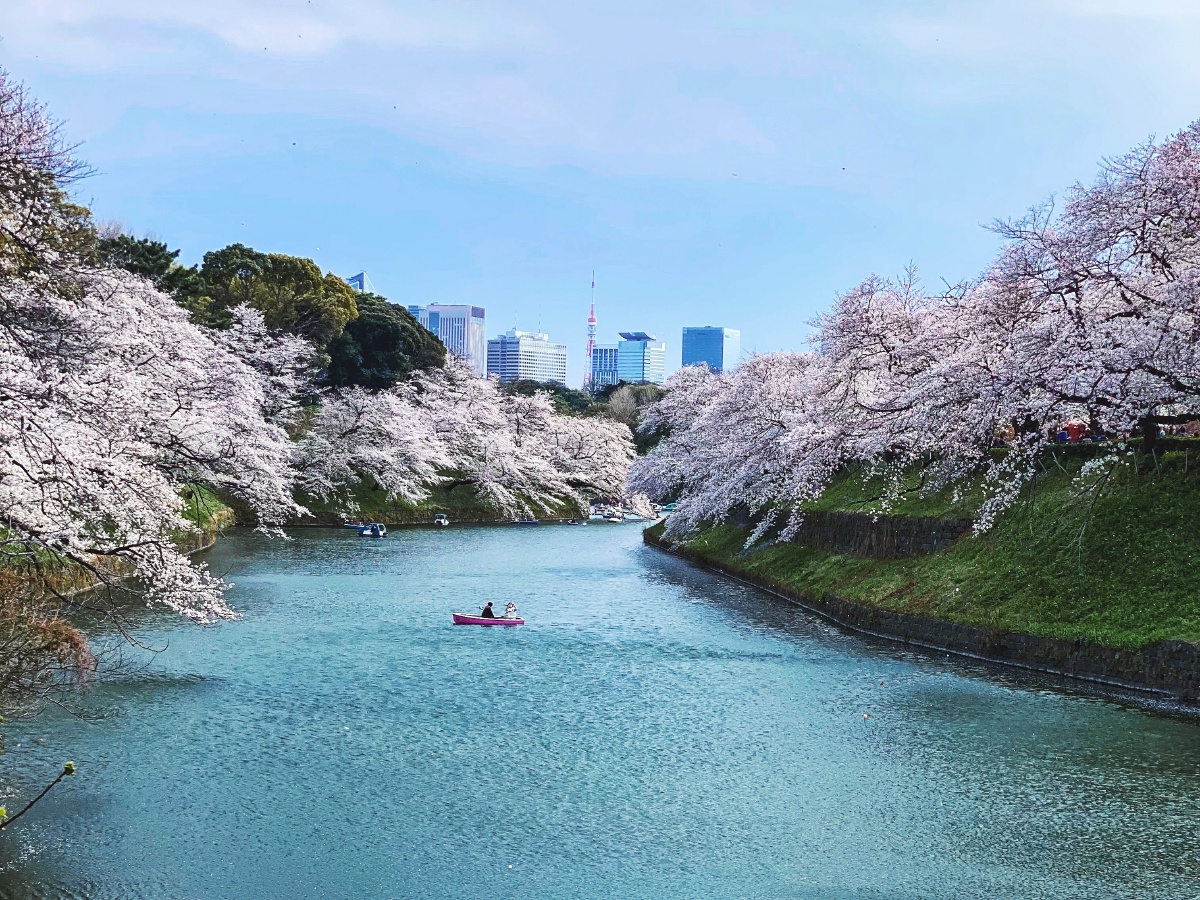 千鸟渊赏樱 东京九段下的北之丸公园