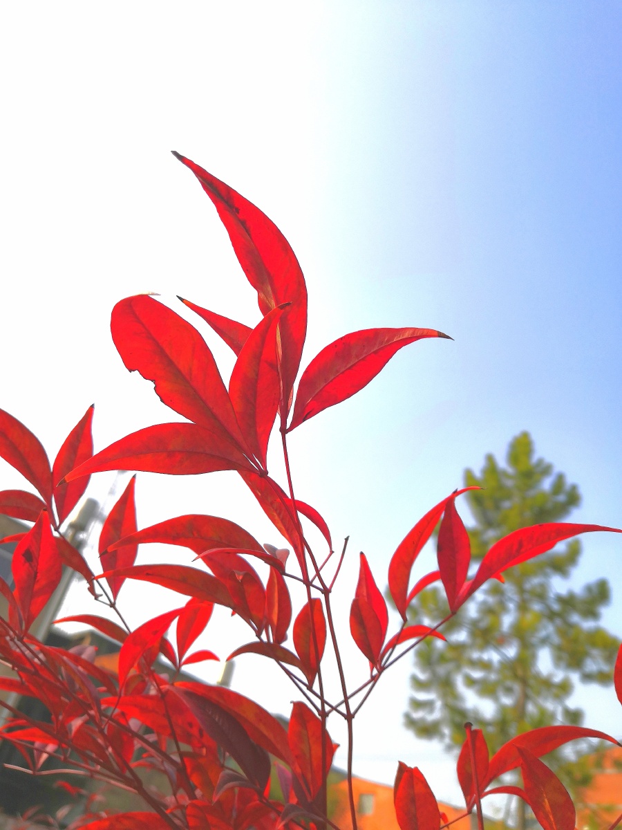 满地银霜妆寒地一枝红叶艳阳天